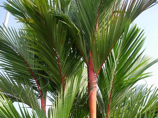 Sealing Wax Palm